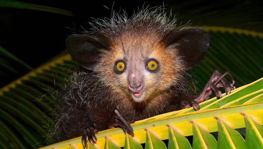 aye aye lemur at palmarium reserve