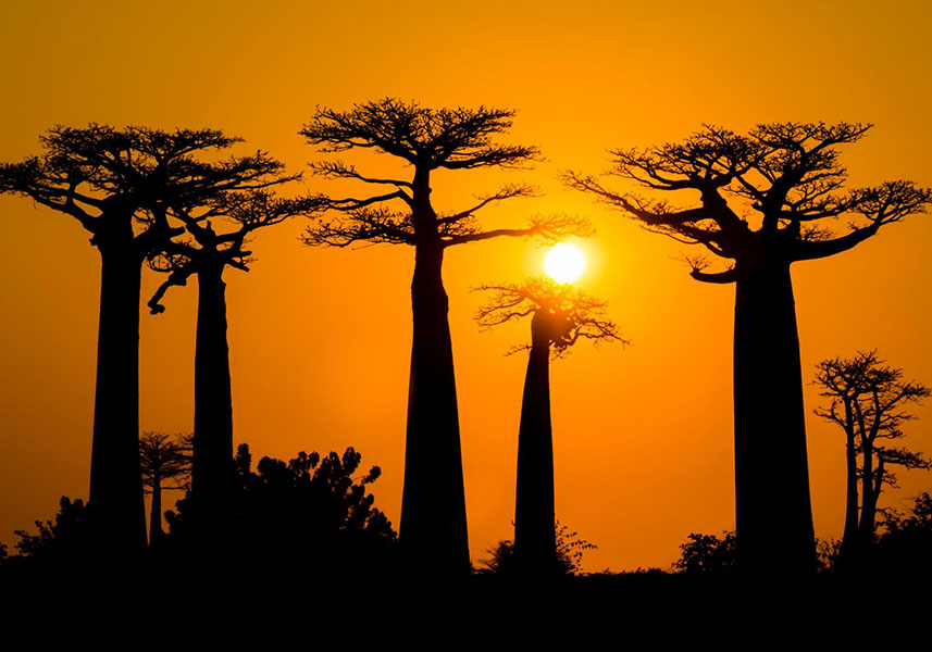 baobab avenue in morondava