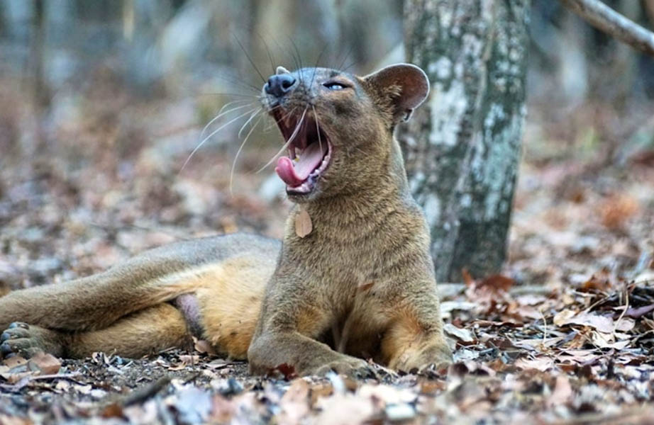 fosa at kirindy forest