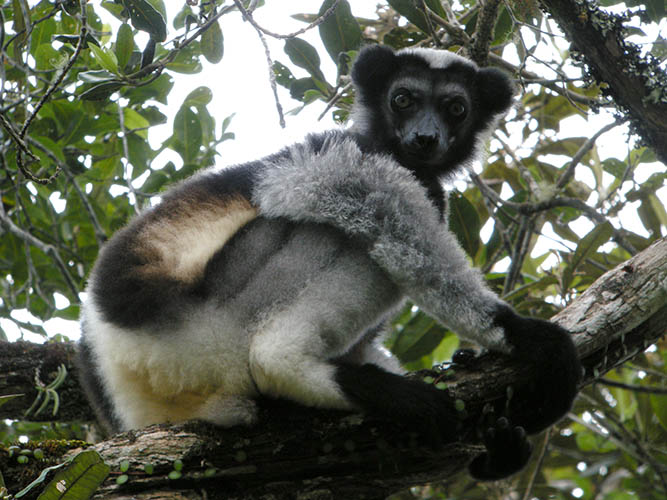 madagascar indri indri lemurs
