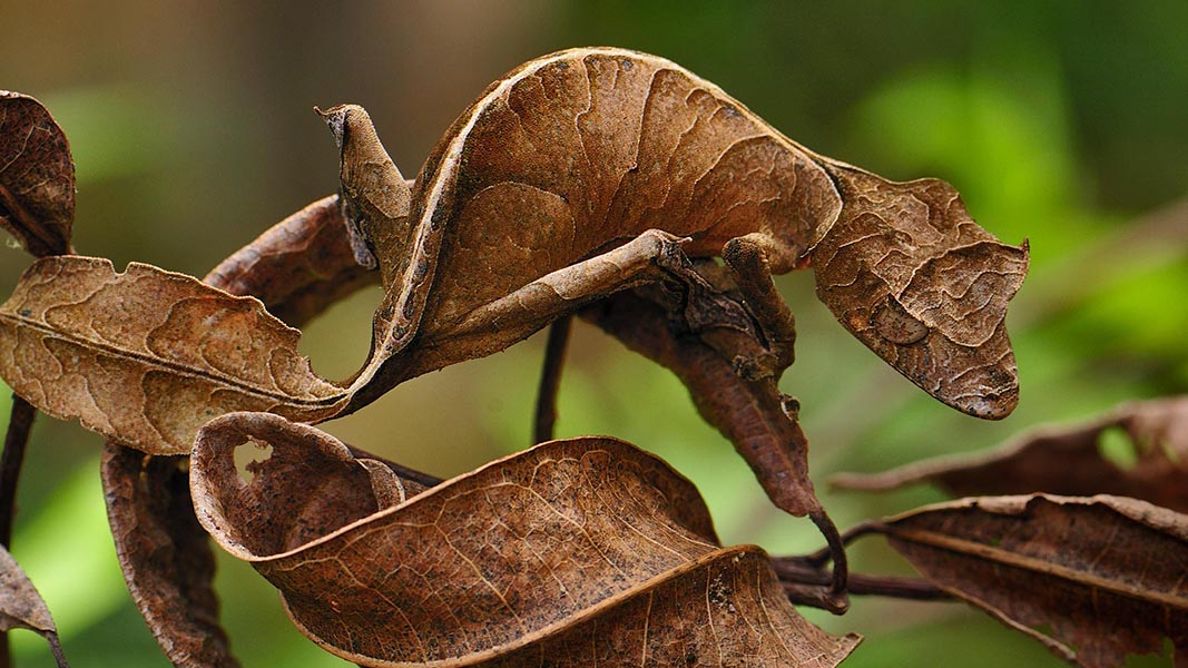 madagascar reptile reserve