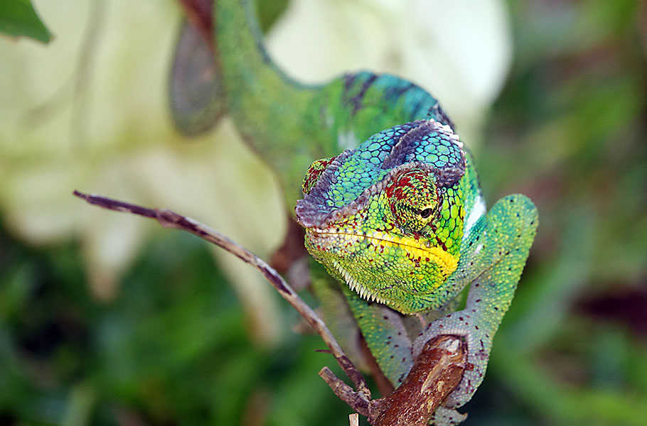 madagascar parson cameleon at marozevo park