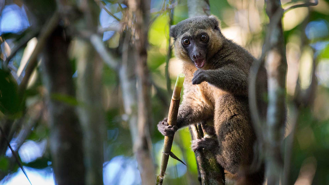 madagascar bamboo lemurs
