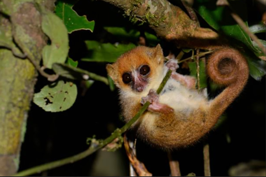 mouse lemur in andasibe