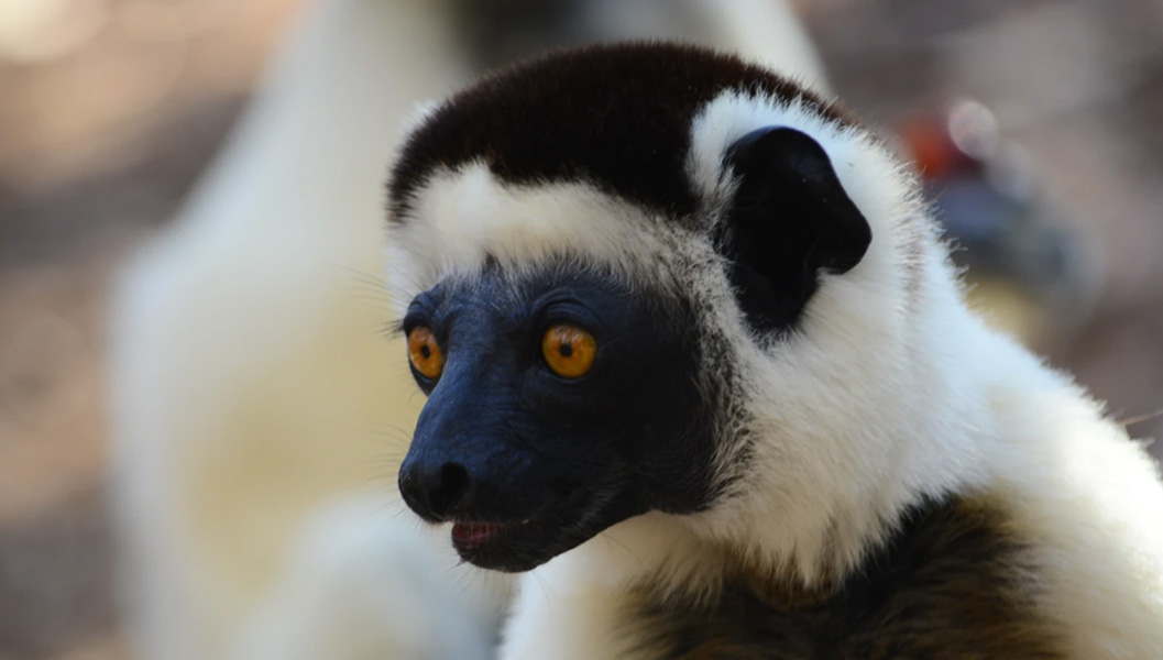 sifaka at kirindy forest