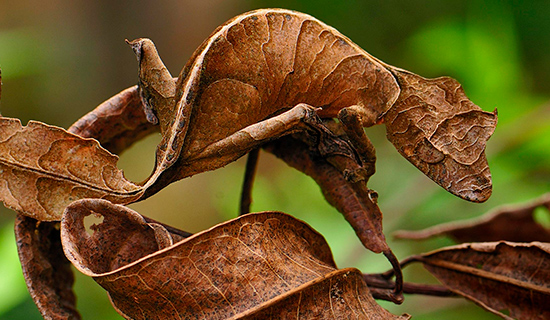 leaf tail gecko